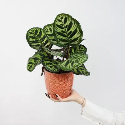 🌿 Калатея Макоя 🌿 растения для дома и офиса