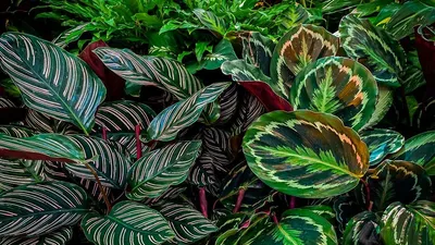 Калатея (36 фото): уход в домашних условиях  http://happymodern.ru/kalateya-uxod-v-domashnix-usloviyax-36-foto-kak-ugodit-kapriznoj-k…  | Plant leaves, Plants, Leaves