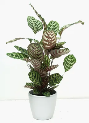 Коллекции растений ЦСБС СО РАН - Calathea macoyana E. Moor. – Калатея Макоя