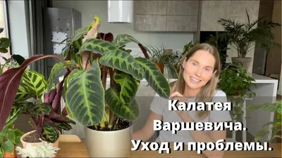 Купить Калатея Варшевича бархатные шикарные листья доставка Москва Регионы  от 5600 рублей, доставка