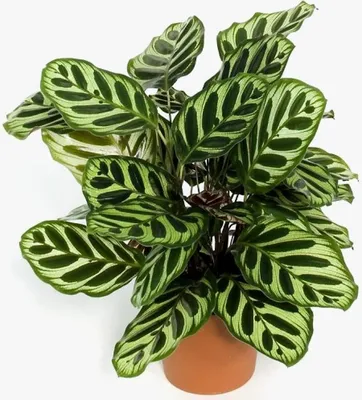 Калатея Макояна, Макоя, Calathea Makoyana купить в Москве - MAGICORCHID