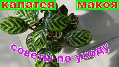 Калатея Макоя — купить в Красноярске. Горшечные растения и комнатные цветы  на интернет-аукционе Au.ru