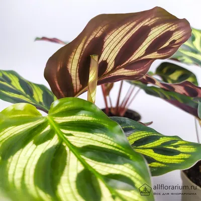 Калатея - Calathea. Уход за калатеей, описание видов, выращивание калатей