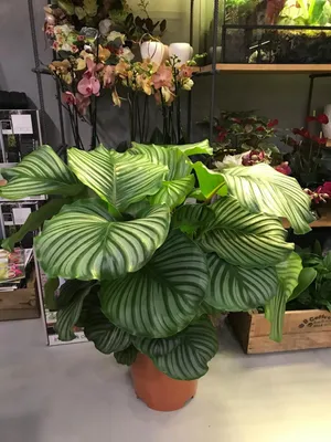 Plant Lover - Калатея Орбифолия, 50/60 см - 650 грн | Facebook