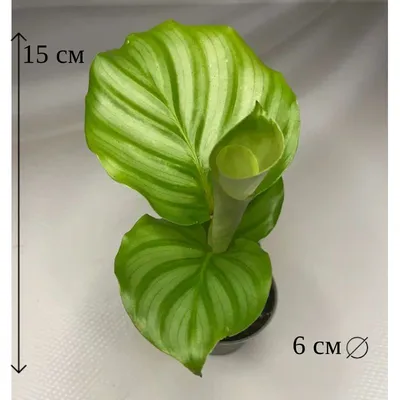 Бутик необычных растений для дома - Калатеи в ассортименте: калатея Анжела,  калатея Медальон, калатея Сильвия/Аргентея, калатея Орбифолия | Facebook