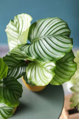 Калатея Орбифолия, Calathea orbifolia купить в Москве - MAGICORCHID