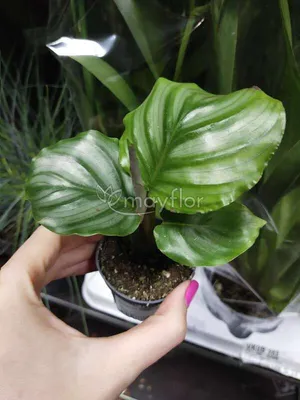 Калатея Орбифолия (calathea Orbifolia) 35 см - купить в Минске с доставкой,  цена и фото в интернет-магазине Cvetok.by