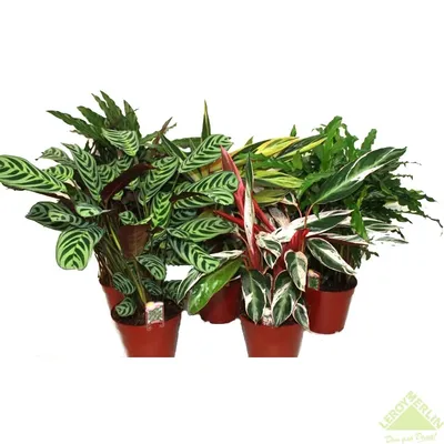 Купить Калатею (Calathea) комнатное растение в СПб в интернет – магазине