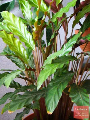 Калатея рыжебородая (Calathea rufibarba) — описание, выращивание, фото | на  LePlants.ru