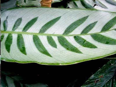 Декоративное растение Маранта - лучший выбор для вашего подоконника
