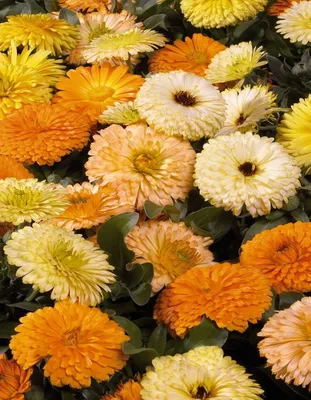 Календула, Семена цветов купить недорого в магазине в Тюмени, цена 2023