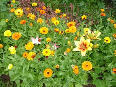 Календула лекарственная - Ноготки - Calendula - фото - выращивание и уход,  посадка, размножение, болезни и вредители, описание - 🌷 Мои цветы