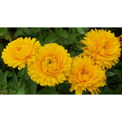 Календулы Цветущий сад МЦП Календула МАХРОВАЯ - купить по выгодным ценам в  интернет-магазине OZON (788064612)