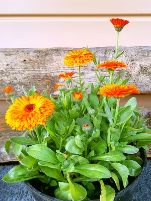 Календулы Цветущий сад МЦП Календула МАХРОВАЯ - купить по выгодным ценам в  интернет-магазине OZON (788064825)