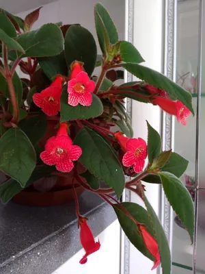 Калерия цветок комнатное растение (48 фото) - красивые картинки и обои на  рабочий стол