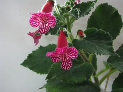 Цветок Калерия - описание растения, фото, особенности ухода, пересадки и  размножения