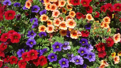 Калибрахоа цветок: фото, описание, выращивание в домашних условиях, в  открытом грунте, посадка, уход, сорта