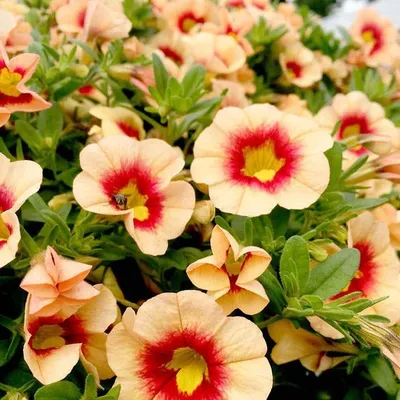 Petunias and calibrachoa hi-res stock photography and images - Alamy