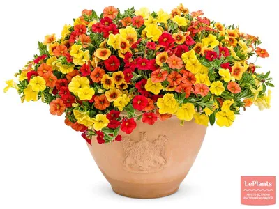 Calibrachoa Grow Guide – How To Plant And Care For Million Bells | BBC  Gardeners World Magazine