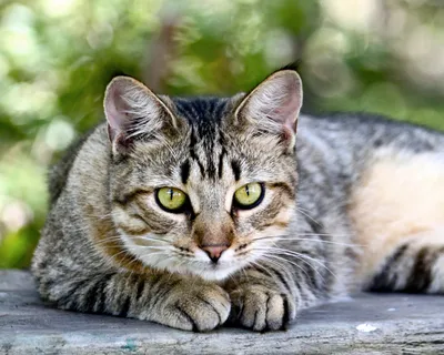 Бесплатное скачивание фото: Калифорнийская сияющая кошка в формате JPG