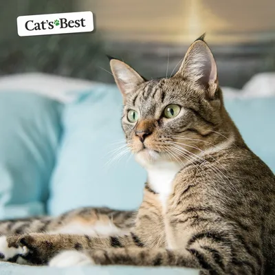Фото Калифорнийской сияющей кошки: выбирайте размер и формат для скачивания