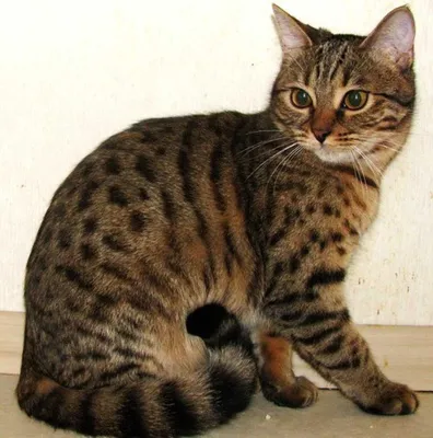 Кошачья грация: изображения Калифорнийской сияющей кошки для эстетического наслаждения