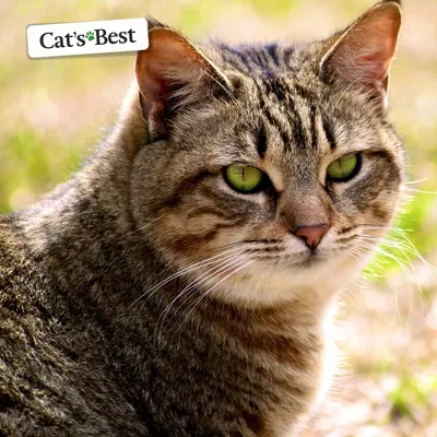 Удивительные фото Калифорнийской сияющей кошки, позволяющие увидеть ее во всей красе