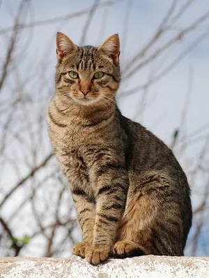 Калифорнийская сияющая кошка: подберите идеальный размер и формат для скачивания
