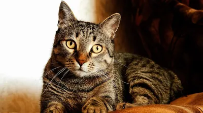 Уникальные изображения Калифорнийской сияющей кошки для фона и обоев