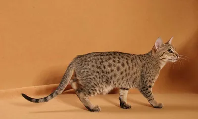 Изящная Калифорнийская сияющая кошка на привлекательных фото в разных форматах