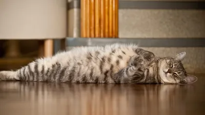 Фотографии Калифорнийской сияющей кошки: впечатляющий фон для вашего устройства