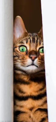Калифорнийская сияющая кошка: фото, погружающие вас в мир красоты и загадки