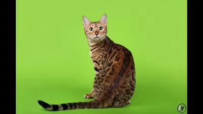 Бесплатное скачивание фото: Калифорнийская сияющая кошка в формате WEBP
