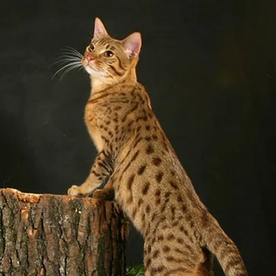 Фотографии Калифорнийской сияющей кошки: скачивайте бесплатно и в хорошем качестве
