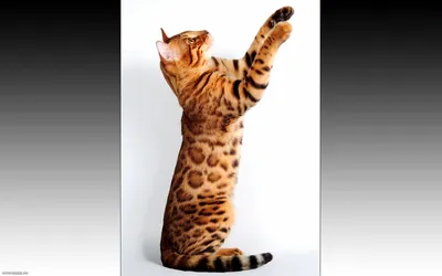 Изящная Калифорнийская сияющая кошка на ярких и качественных фотографиях