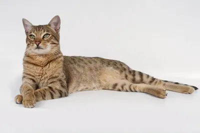 Великолепные картинки Калифорнийской сияющей кошки для вдохновения