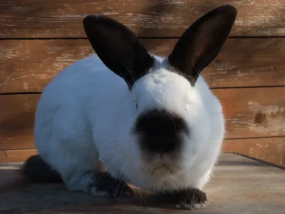 Калифорнийская порода кроликов — Страница 3 — Племенные кролики из Европы