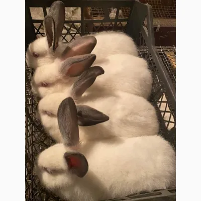 Чистокровные Калифорнийские Кролики, взрослые покрытые: Договорная ᐈ Кролики  | Беловодское | 67928049 ➤ lalafo.kg