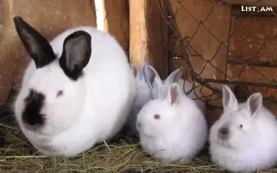 Калифорнийские кролики породы Стоковое Фото - изображение насчитывающей  заболевание, еда: 134532762