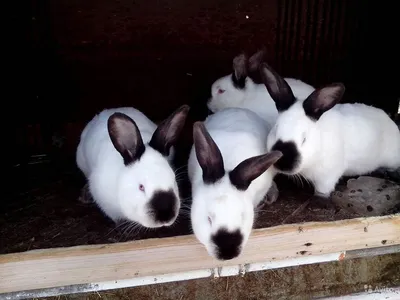 Калифорнийские кролики - наш выбор | Фермерша:)Из города в деревню. | Дзен