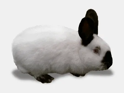 Фигурка Safari Ltd Американский кролик (детеныш), XL за 1,550 руб – купить  в интернет-магазине КуклаДом в Москве и России, отзывы
