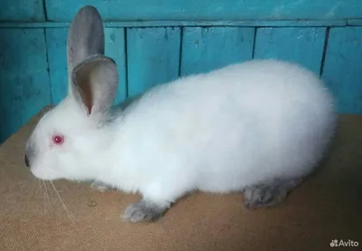 Продам калифорнийские кролики, купить калифорнийские кролики, Сумская обл —  Agro-Ukraine