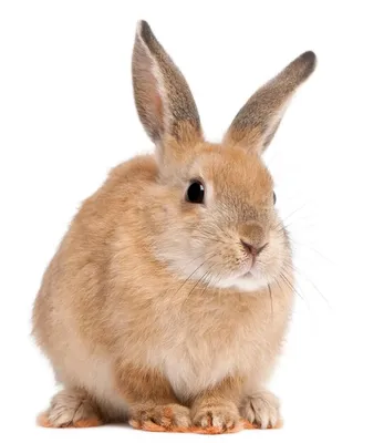 Калифорнийские кролики в моем хозяйстве / Обзор и характеристика / Опыт  содержания. - YouTube