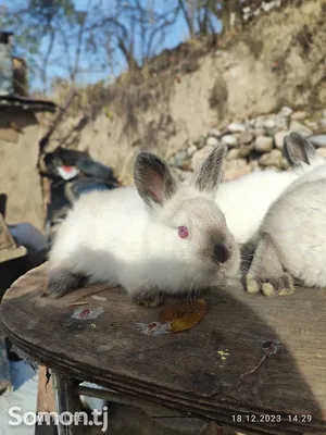Калифорнийские кролики Поляки и Словаки , Днепр: Кролики, крольчата на  Agronet