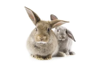 Откуда уши растут: российские кролиководы рассказали о проблемах отрасли |  Ветеринария и жизнь