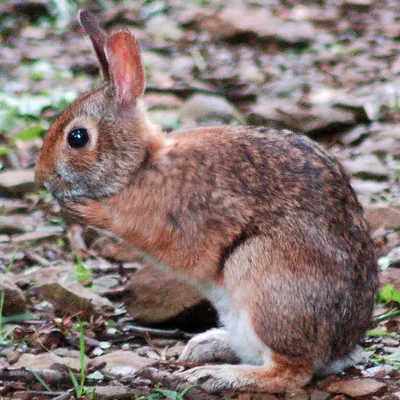 Фото до оголошення: калифорнийские кролики (крольчата) — Agro-Ukraine