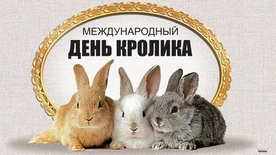 Продаются породистые калифорнийские кролики, 35 голов, возраст 1-2 мес., на  племя и откорм — Agro-Russia