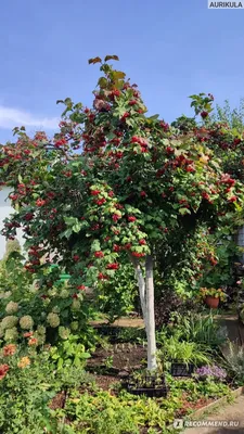 Калина обыкновенная (Viburnum opulus L.) - «Стройное дерево и полезные  ягоды. А ещё это лакомство зимой для птиц и вкусный джем для всех членов  семьи.» | отзывы