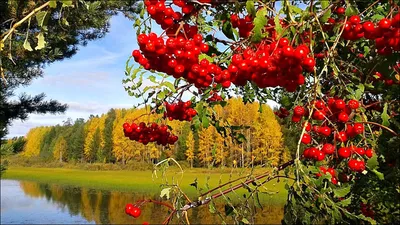 Калина обыкновенная купить в Санкт-Петербурге лисий нос Беговая Приморский  район Черная речка