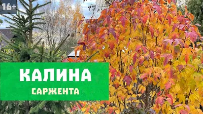 Калина Бульденеж Гармония красоты: тонкости ухода